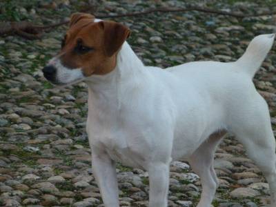 Jack Russell Terrier Progenitora