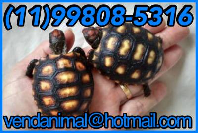 Mini jabuti a pronta entrega