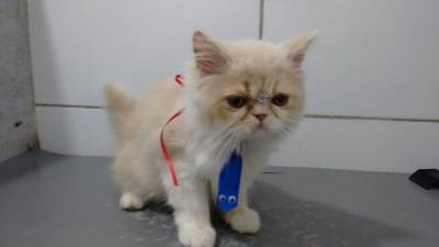 gatinhos persas promiao aproveite
