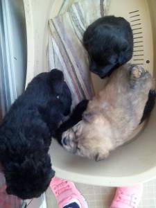 Vendo Chow Chows