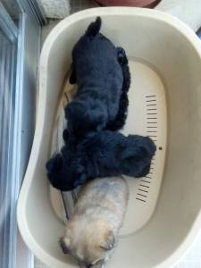 Vendo Chow Chows