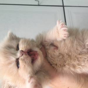 gatos persas com garantia fofos