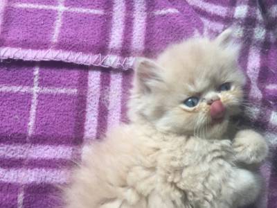 gatinhos persas verdadeiros bibelos