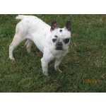 Bulldog francs adulta com pedigree