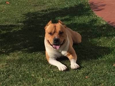 american staffordshire terrier