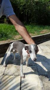 FIHOTES DE WHIPPET