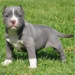 Compro American Staffordshire terrier blue nose
