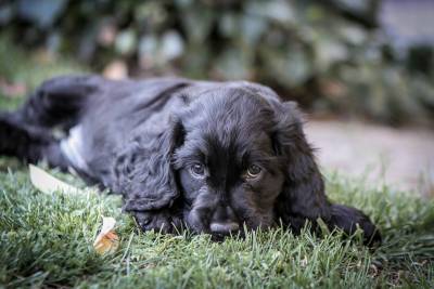 Excelente camada cocker spaniel ingles