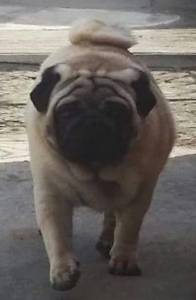 PUG FILHOTES LINHAGEM IMPORTADA PEDIGREE CBKC