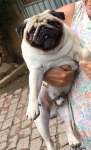 PUG FILHOTES LINHAGEM IMPORTADA PEDIGREE CBKC