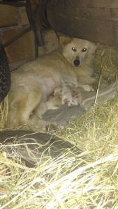 Cachorros para Doao