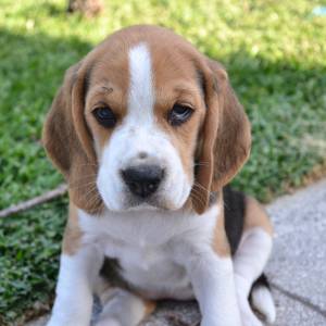 Fmeas Beagle tricolor puro