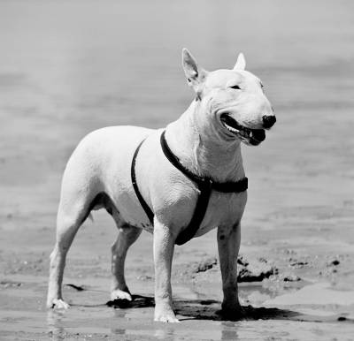 Procuro Fmea Bull Terrier