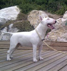 Procuro Fmea Bull Terrier