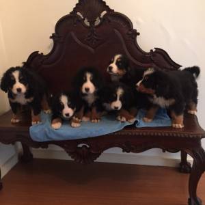 Bouvier Bernois Excelente Linhagem com LOP