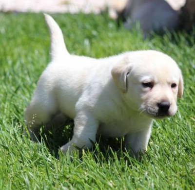 Labrador Retriever de exelente qualidade