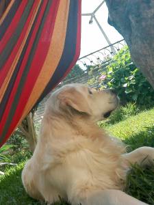 Golden Retriever macho procura namorada