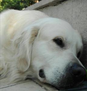 Golden Retriever macho procura namorada