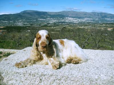 Cocker Spaniel Ingls - LOP e Afixo