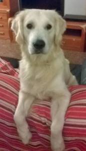 Lindo Golden Retriever procura Namorada