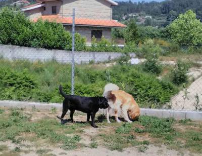 Hotel Canino Penafiel