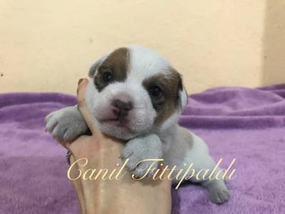 Filhotes de Jack Russell Terrier Canil Fittipaldi