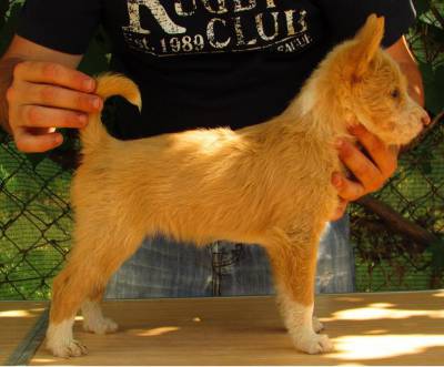 podengo portugues pequeno cerdoso