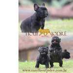 Bulldog Franc�s - Criador Especializado na Ra�a