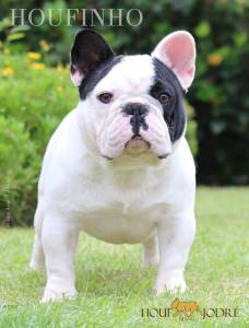 Bulldog Francês - Criador Especializado na Raça