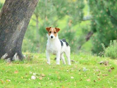 Jack Russell Terrier Ninhada disponvel