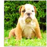 Bulldog Ingls-cachorra