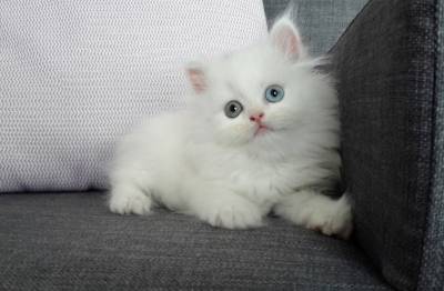 Gatinhos Persas Brancos