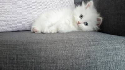 Gatinhos Persas Brancos