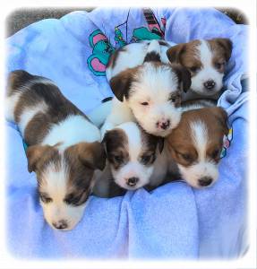 Vende - Jack Russell Terrier - Raça Pequena