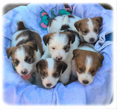 Vende - Jack Russell Terrier - Raça Pequena