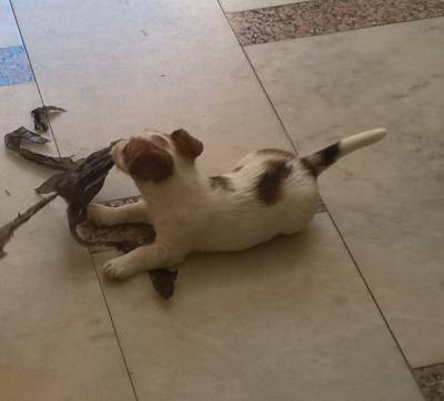 Macho - Jack Russell Terrier - Raça Pequena