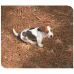 F�mea - Jack Russell Terrier - Ra�a Pequena