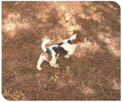 Fêmea - Jack Russell Terrier - Raça Pequena