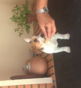 Fmea - Jack Russell Terrier - Raa Pequena