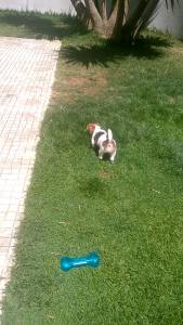 Fêmea - Jack Russell Terrier - Raça Pequena