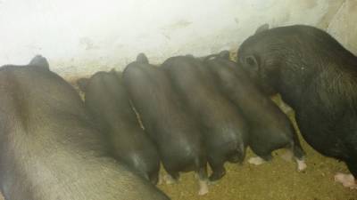 Porcos Anões