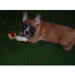 Bulldog francs