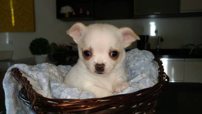 Chihuahua Super mini pelo curto Belíssima