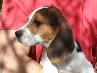 Beagles Tricolor LOP e Afixo