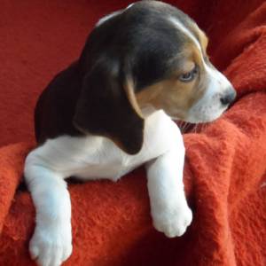 Beagles Tricolor LOP e Afixo