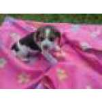 Beagle
