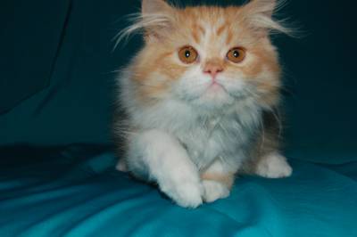 Gato Persa