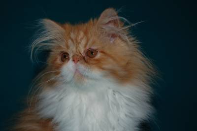 Gatinho Persa