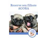 Pug abricot