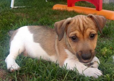 Ninhada de Jack Russell Terrier